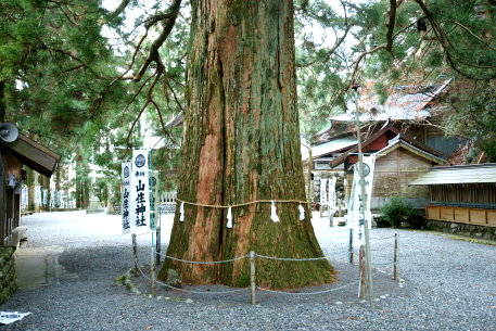 山住神社の大杉　No1