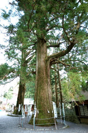 山住神社の大杉　No1