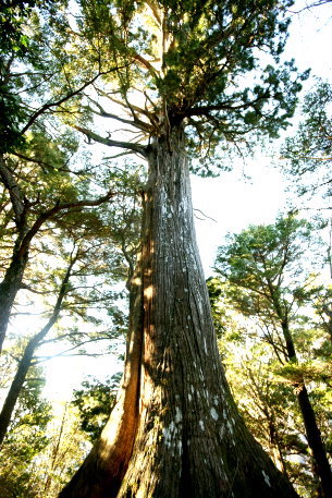 大平のコウヤマキ