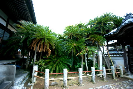 能満寺のソテツ