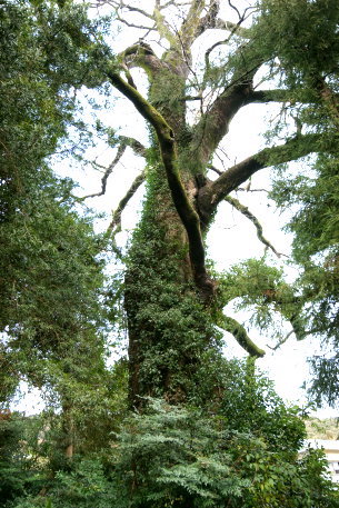馬門の椋の木