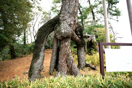 鴨江の値上がり松