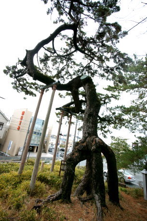 鴨江の値上がり松