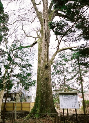 須走浅間のハルニレ