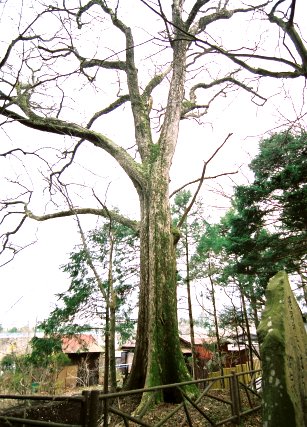須走浅間のハルニレ