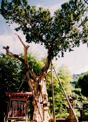 鳳来寺のネズの樹