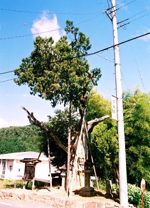 鳳来寺のネズの樹