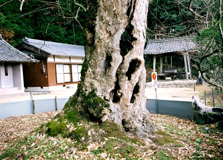 薬師寺のムクロジ