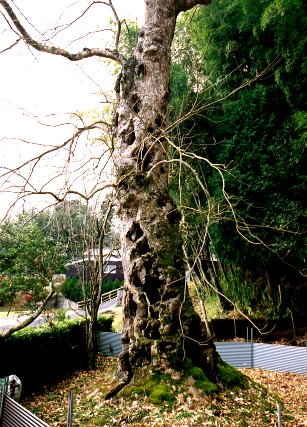 薬師寺のムクロジ