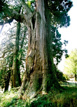 村山浅間神社の大スギ