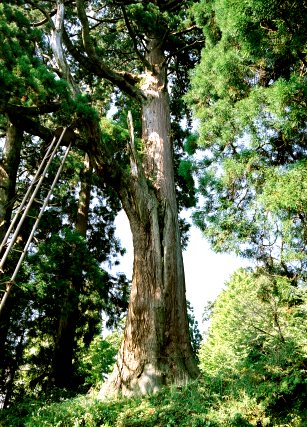 村山浅間神社の大スギ