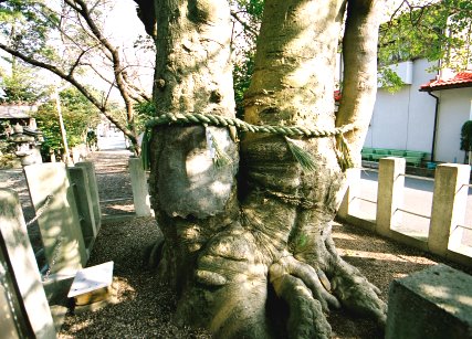 八幡神社のクロガネモチ
