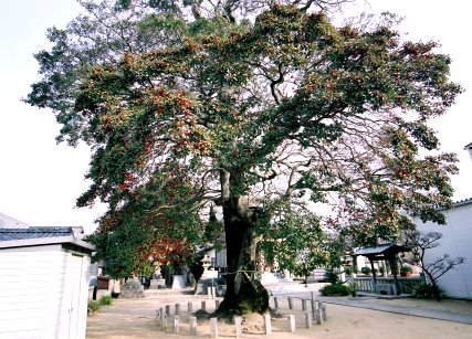 神倉神社のクロガネモチ