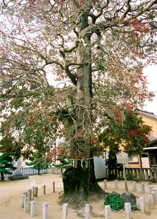 神倉神社のクロガネモチ
