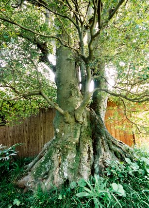 中山寺のモッコク