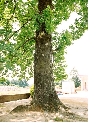 庄内小学校のユリノキ