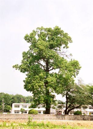 庄内小学校のユリノキ