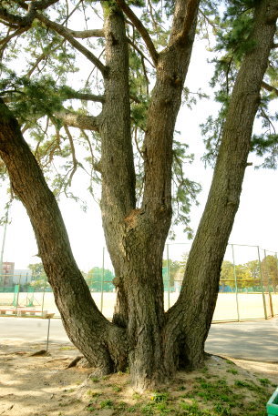 愛知大学のクロマツ