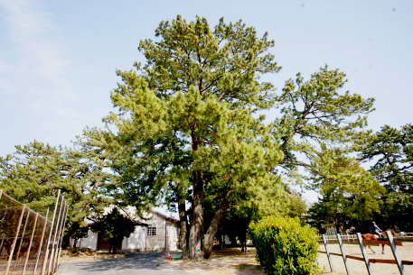 愛知大学のクロマツ