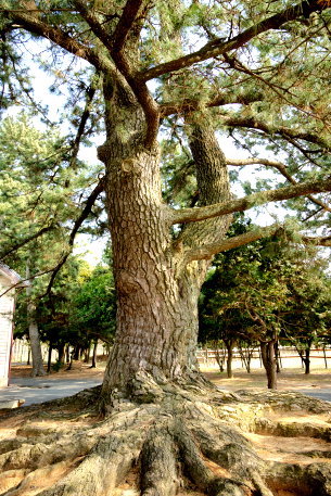 愛知大学の根上がり松