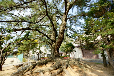 愛知大学の根上がり松