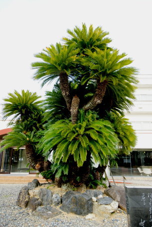 崋山神社のソテツ