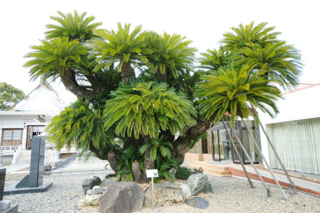 崋山神社のソテツ
