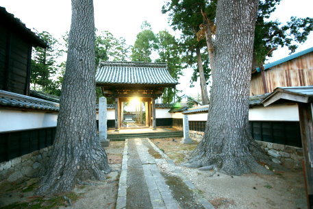 永住寺のクロマツ