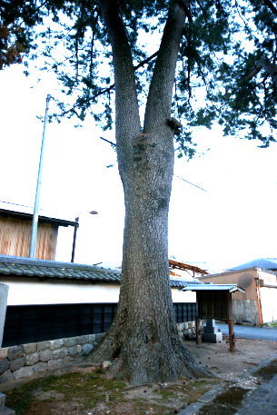 永住寺のクロマツ