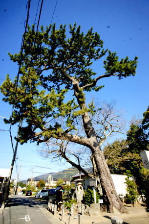 水竹神社の大松