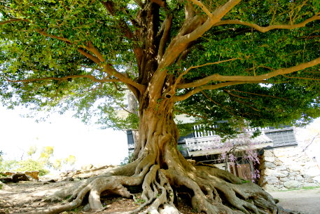 豊橋公園のイスノキ