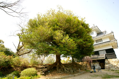 豊橋公園のイスノキ