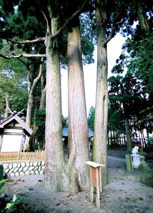 用沢八幡宮の三本スギ