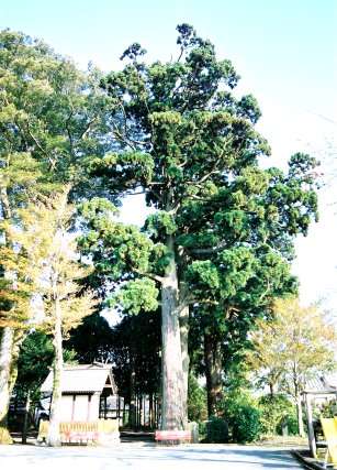 用沢八幡宮の三本スギ