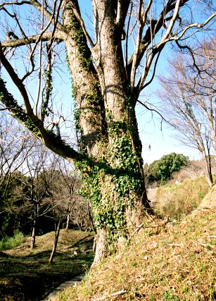 田丸城跡のハゼノキ