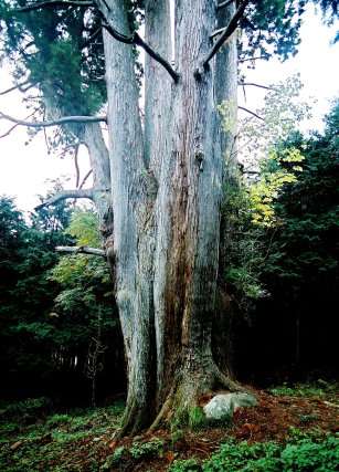 河内の大杉