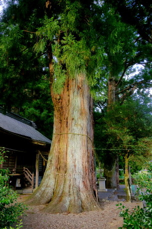 浅間神社の鳥居杉