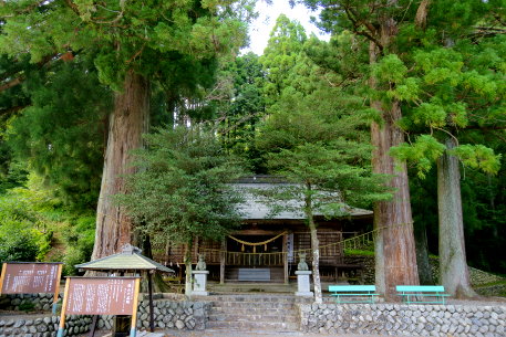 浅間神社の鳥居杉