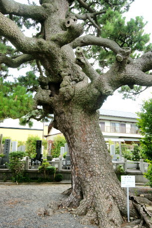 下小田のクロマツ