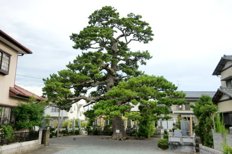 下小田のクロマツ