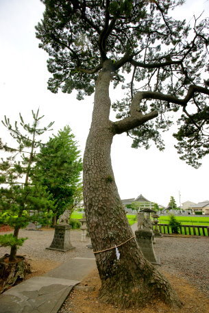 大井神社のクロマツ