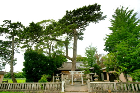 大井神社のクロマツ