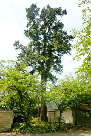 宗像神社の松