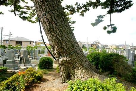 宗乗寺の三大松