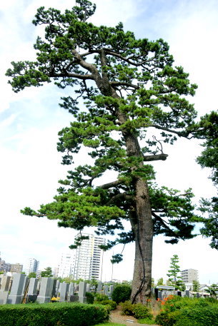 宗乗寺の三大松