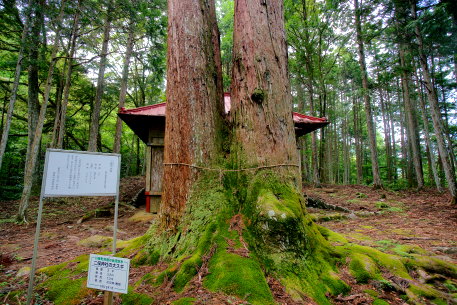 二俣の大杉