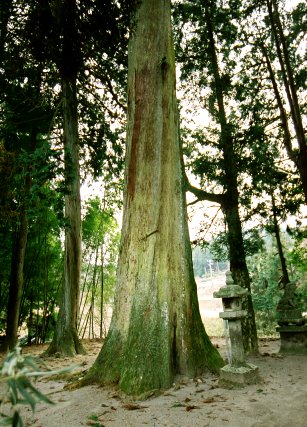 相寺白鳥神社のスギ