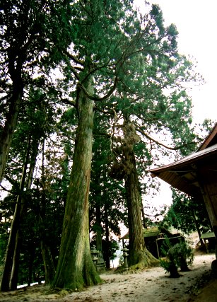 相寺白鳥神社のスギ