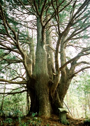 名倉の大杉