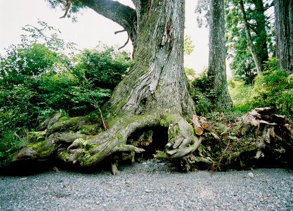 ドンドの大スギ